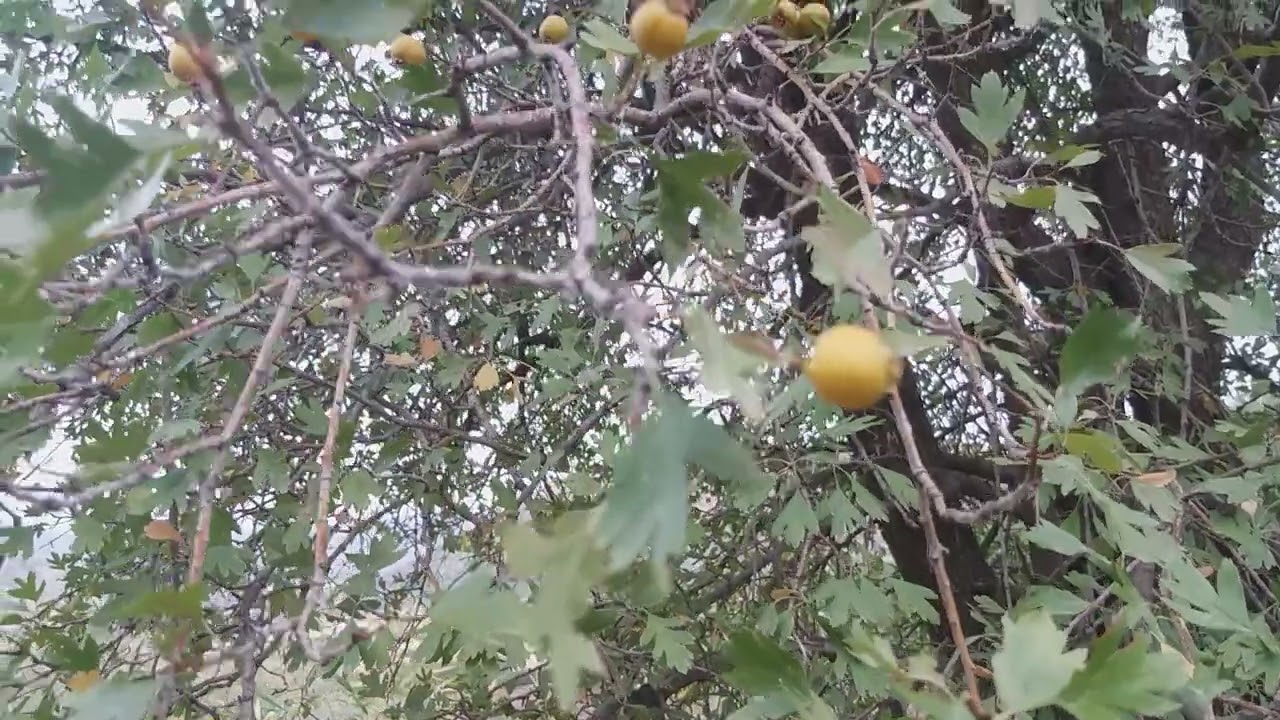Beautiful yellow hawthorn tree