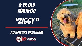 🐶Dog Trainers/Training South Florida & Arizona / Maltese/Poodle 'ZIGGY' 🦮 by A K9 Solution 51 views 10 days ago 6 minutes, 18 seconds