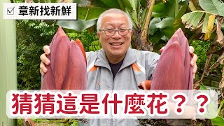 猜猜這是什麼花？跟著章新賞花去！