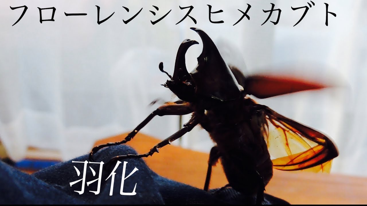 フローレンシスヒメカブト　羽化・掘り出し
