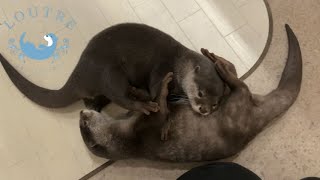 Twin Otters Bond Too Strong