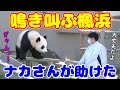 尋常じゃない鳴き方をする楓浜😨ナカ飼育員が速攻で助けた😍