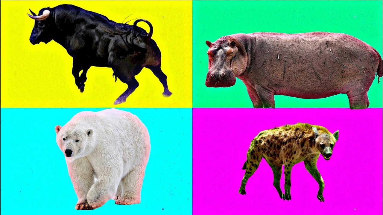 🛡️ Defense vs Aggression🐄 Cow holds the ground with heavy impact 🧱🐂 Ferdinand charges with unstoppab