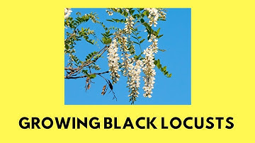 How to Grow Black Locusts From Seed
