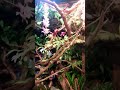 My New Baby Nosy Faly Panther Chameleon handmade terrarium