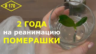 # 170 ОРХИДЕЯ осталась БЕЗ КОРНЕЙ: как вернуть к жизни. Правила РЕАНИМАЦИИ ОРХИДЕИ листьями в воде