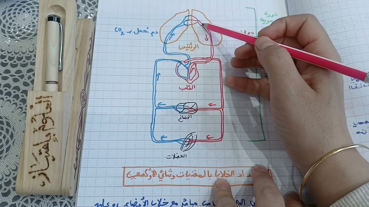 4متوسط: أحدد مسار المغذيات وغاز O2 في العضوية