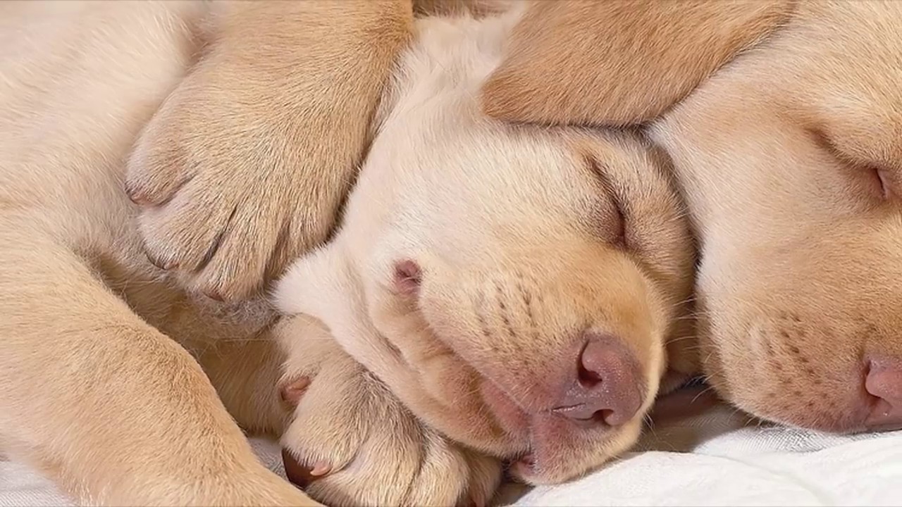 Cute Puppies Sleeping Compilation with Puppies Snoring - YouTube