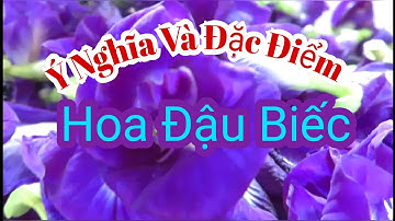 HOA ĐẬU BIẾC /Ý NGHĨA VÀ ĐẶC ĐIỂM|| @thiennhiencanh5295