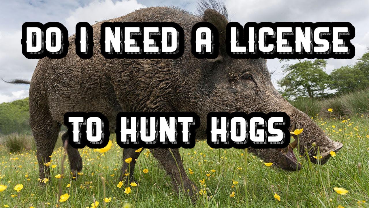 Do I Need a Hunting License For Hogs YouTube