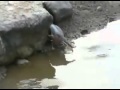 2 عجيبه هي أعمالك يا رب