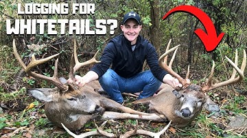 LOGGING FOR WHITETAILS???