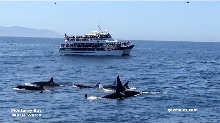 Best of Monterey Bay Whale Watch