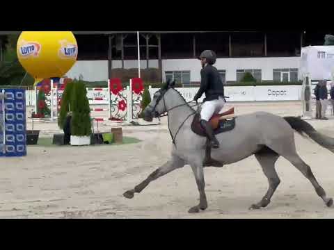 Tweedledee DL 135 GP CSI1* Sopot