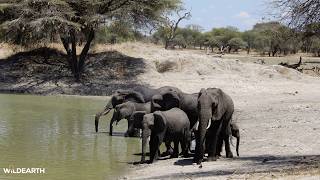 LIVE at the waterhole - 21 September 2026