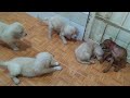 How Mini Puppy Handle Aggressively and Disrespectful Golden Retriever Puppies