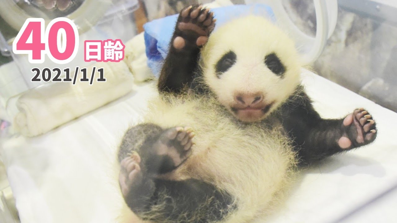 パンダの赤ちゃん いろんな体勢で過ごすお正月 40日齢 Youtube パンダの赤ちゃん いろんな体勢で過ごすお正月 40日齢 Youtube