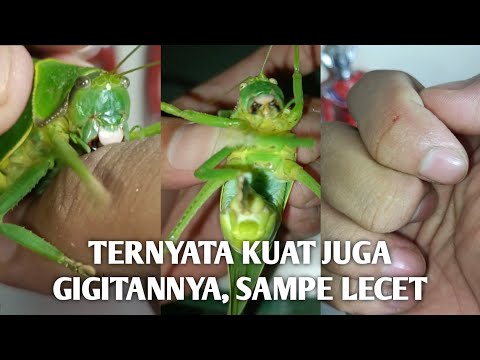 Video: Hawa Kebun Katydid - Cara Membasmi Serangga Katydid