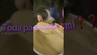 TRAVESURAS DE MIS AGAPORNIS. Te estaba esperando mami 🤗