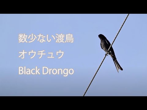 【数少ない渡鳥】オウチュウ Black Drongo