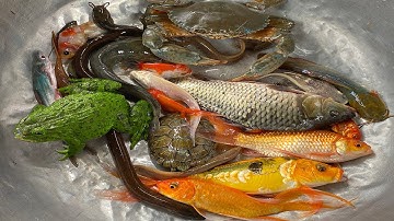 Kem Chanel lái công nông bắt cá trời mưa có cá chép, cá vàng, cá trê, con chạch, con ếch, cá rô đồng