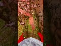 Rock monkeys be like! #gorillatag #vr #gorilla #gtag #funny #monke #monkey