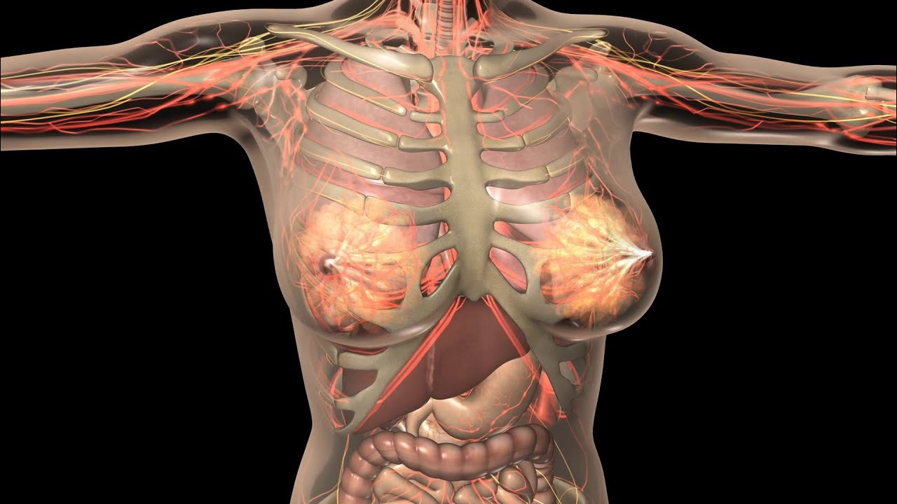 Анатомия женского тела грудь