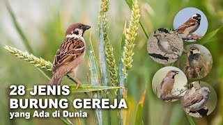 28 JENIS BURUNG GEREJA, DI SELURUH DUNIA (Old World Sparrow)