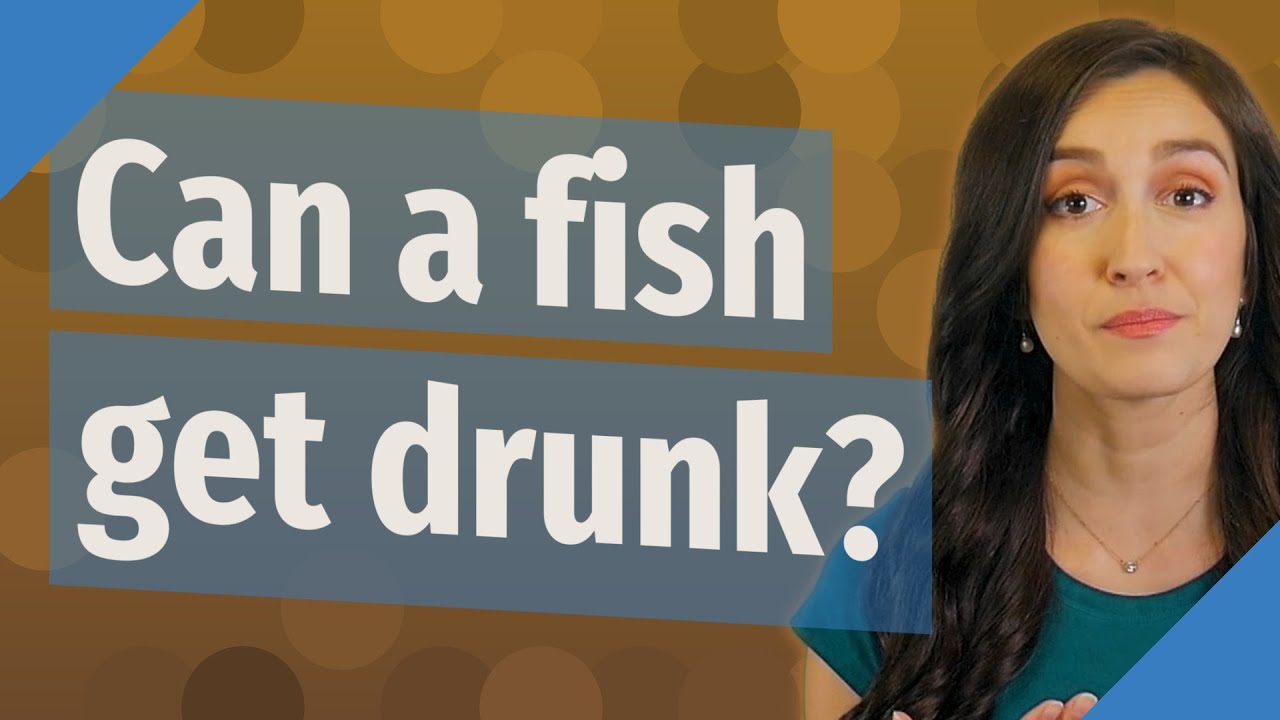 Can a fish get drunk? YouTube