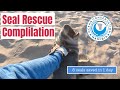 NEW RECORD: 8 high speed seal rescue chases in one day