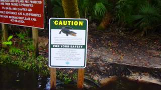 ПОЯВИЛИСЬ ПРЕДУПРЕЖДЕНИЯ ОСТОРОЖНО АЛЛИГАТОРЫ Wekiva Springs Florida 16.10.2016 ПОЯВИЛИСЬ ПРЕДУПРЕЖДЕНИЯ ОСТОРОЖНО АЛЛИГАТОРЫ Wekiva Springs Florida 16.10.2016