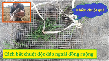 Cùng nhau bắt chuột đồng sau mùa gặt lúa | Cách bẫy chuột độc đáo