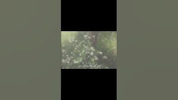 وَهُوَ بِالْأُفُقِ الْأَعْلَىٰ #القرآن_الكريم #تلاوة #خشوع #طمأنينة #عبدالباسط_عبدالصمد #سورة_النجم