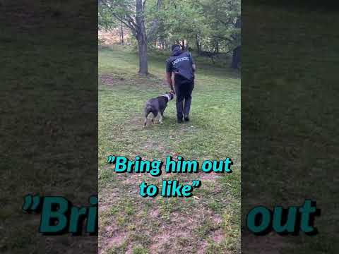 For all the people who think you can’t train bullie breeds, this is for you.