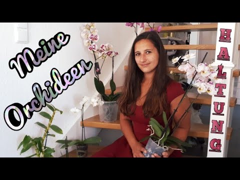 Video: Phalaenopsis, Die Grundlagen Der Orchideenhaltung In Einer Wohnung - 1