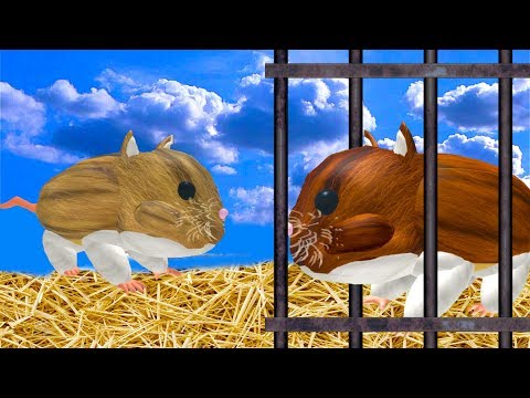Видео: СИМУЛЯТОР квадратной МЫШИ хомячка / симулятор КОТА и других питомцев в ROBLOX от КИДА