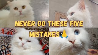 5 common mistakes cat parents make || Persian cat facts || Persian cat care for the