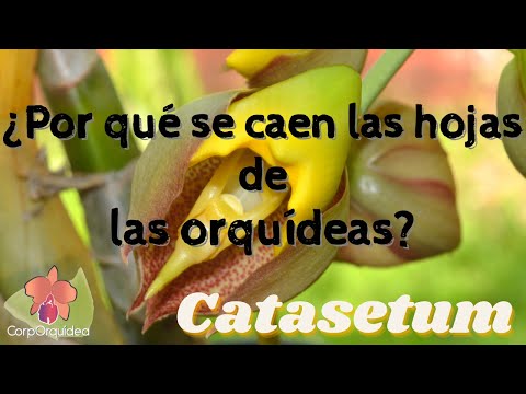 Video: ¿Por qué se le están cayendo las hojas a mi orquídea? Qué hacer cuando se le están cayendo las hojas a una orquídea