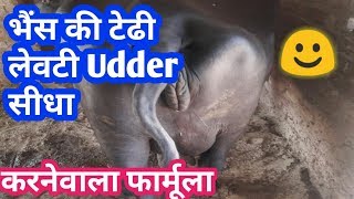 गाय भैंस की टेढी लेवटी सीधी कैसे करें पाएं ज्यादा दूधHow To Increase Udder Milk Of Cow Buffalo|