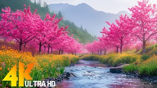 [4K 60FPS] healing music for the heart and blood vessels - Gentle music