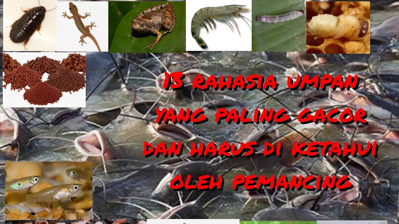 13 rahasia umpan paling gacor dan disukai ikan lele yang harus di