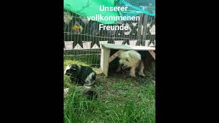 Unsere vollkommenen Freunde verstehen sich auch ohne Worte. Telepathie ist die Sprache des ❤️ ❤️ ❤️