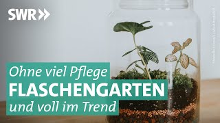 Diy Flaschengarten Anleitung, Wie Man Den Miniaturgarten Selber Anlegt Marktcheck Swr