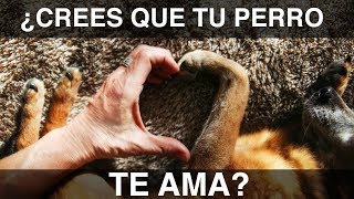 8 Maneras de Saber que tu Perro te Ama