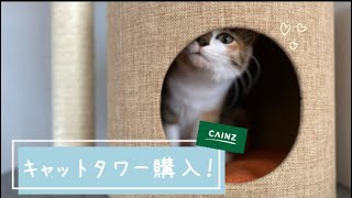 【保護猫こむぎ】キャットタワー購入【カインズ】