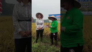 Bupati Situbondo Panen Padi BK Situbondo 01 Agritan