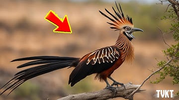 15 Loài Động Vật KỲ LẠ Và ĐẶC BIỆT Của Rừng Nhiệt Đới Amazon | TVKT