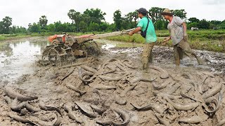 Awesome Search & Catching Catfish & Copper Snakehaed fish in Growing Season 2023