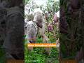 Pengalaman Adalah Guru Terbaik #fyp #fruit #video #buah #petani #usa #europe #farming #kelengkeng
