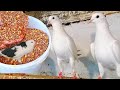 Перекись голубям и кормления. Peroxide to pigeons and feeding